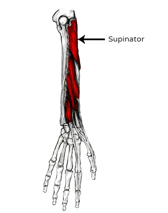 Supinator Schmerzen und Triggerpunkte selbst behandeln