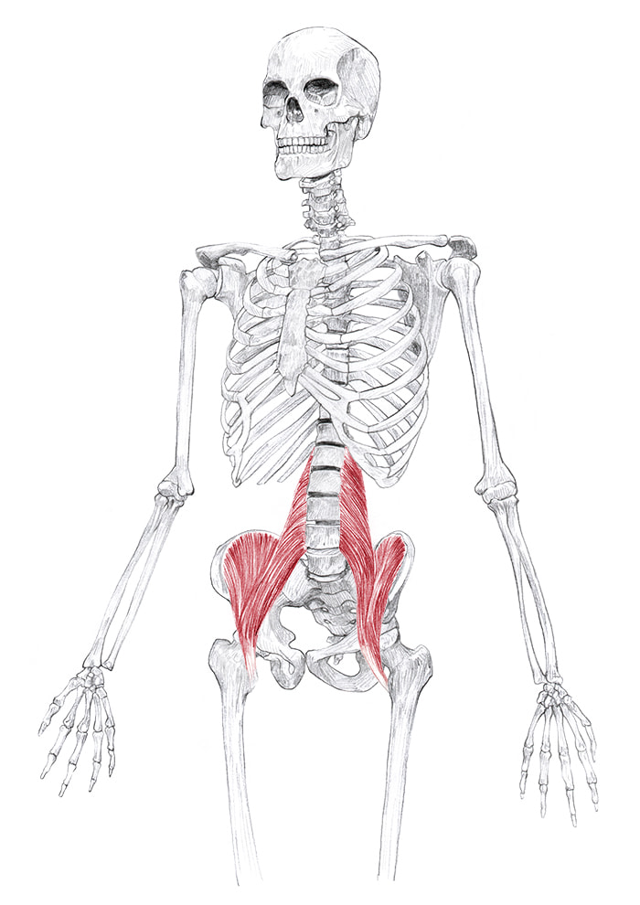 Iliopsoas Psoas Trigger Point Pain Muscle Referred Iliacus Illiopsoas ...